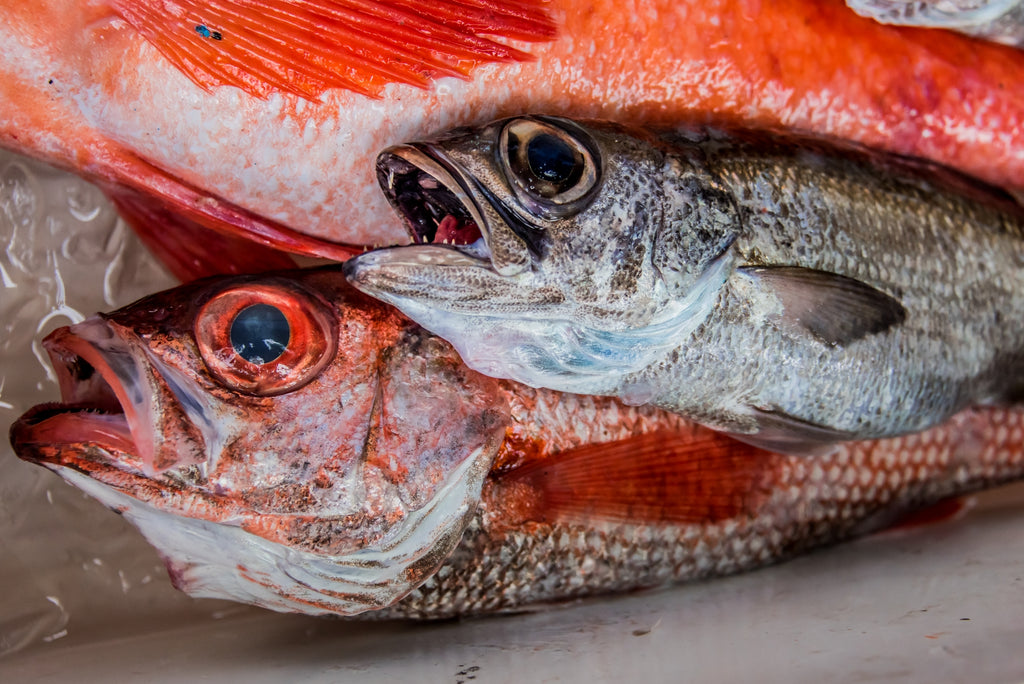【SDGs】意外と美味しい！深海魚の魅力