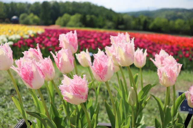 春の花を楽しみませんか？