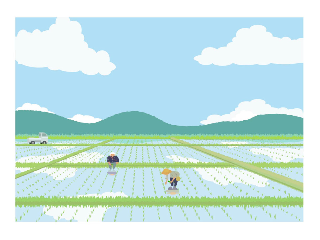 田植えシーズン到来