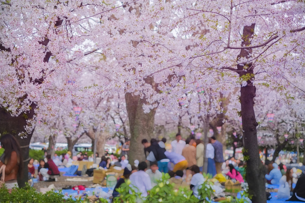 4年ぶりのお花見！？お花見の歴史・楽しみ方をおさらい！